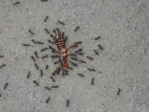 Réf. 231 429 : Paratrechina longicornis